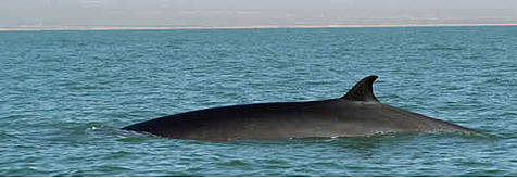 fin_whale_gybarra107654_121019.jpg